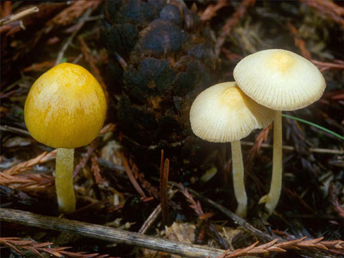 Bolbitius vitellinus - Mushroom Species Images